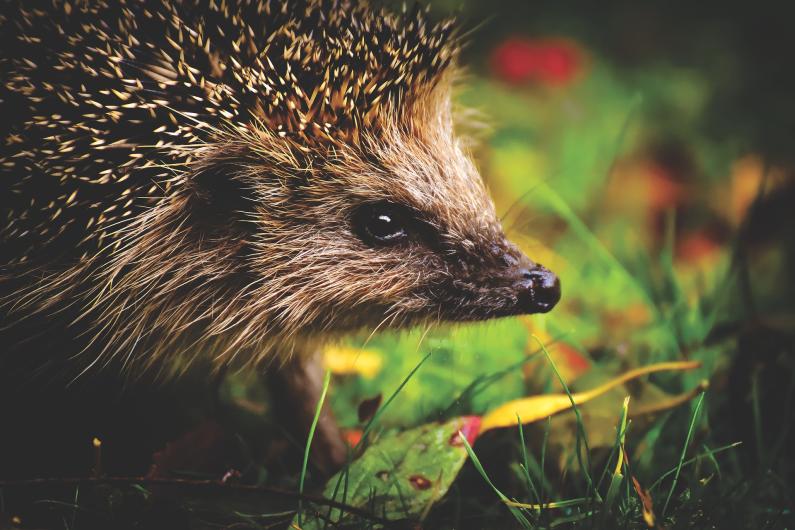 hedgehog child 3636026 1920